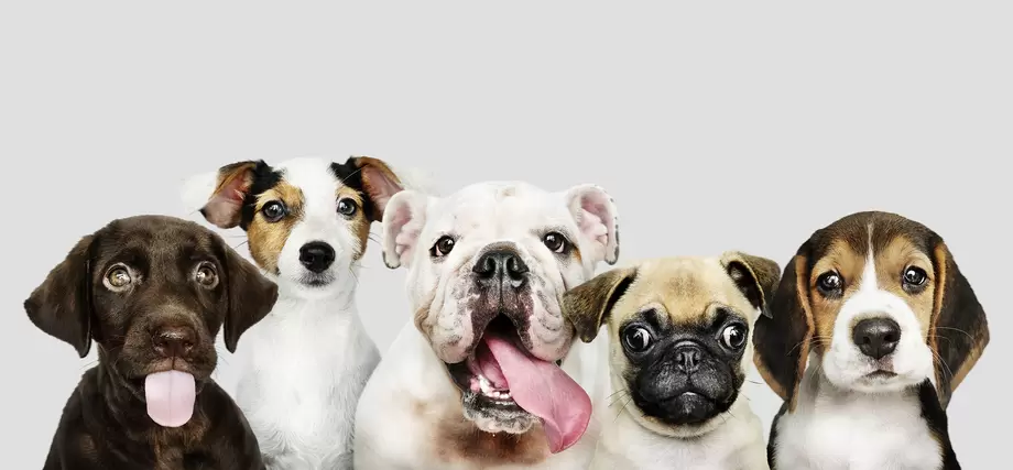 From Our Friends&colon; The Importance of Hydration for Pets