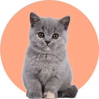 A gray kitten